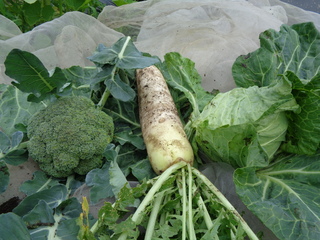 DSC00731.JPG