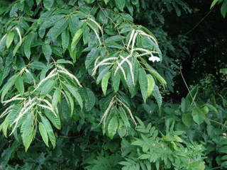 DSC00740.JPG