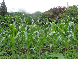 DSC00746.JPG