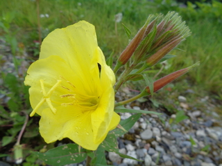 DSC00766.JPG