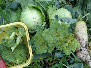 DSC00784.JPG