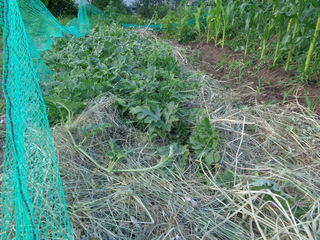 DSC00867.JPG