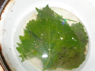 DSC00904.JPG