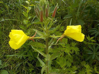 DSCN5623.JPG