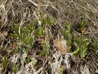 DSCN7387.JPG