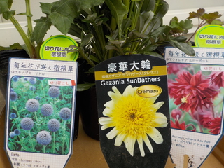DSCN7634.JPG