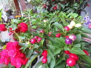 IMG_1057.JPG