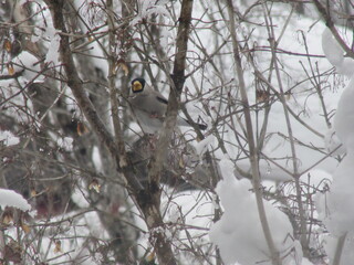 IMG_4935.JPG