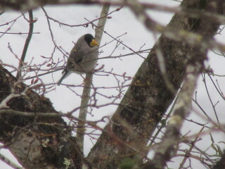 IMG_4963.JPG