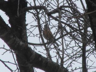 IMG_5045.JPG