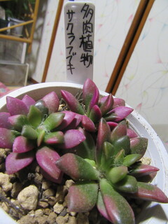 IMG_5077.JPG