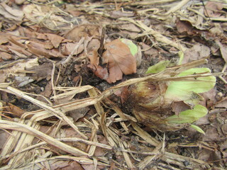 IMG_5280.JPG