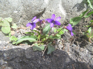 IMG_5484.JPG