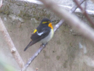 IMG_5651.JPG
