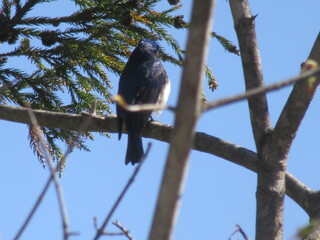 IMG_5661.JPG
