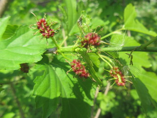 IMG_5971.JPG
