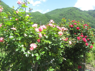 IMG_6080.JPG