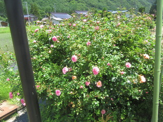 IMG_6081.JPG